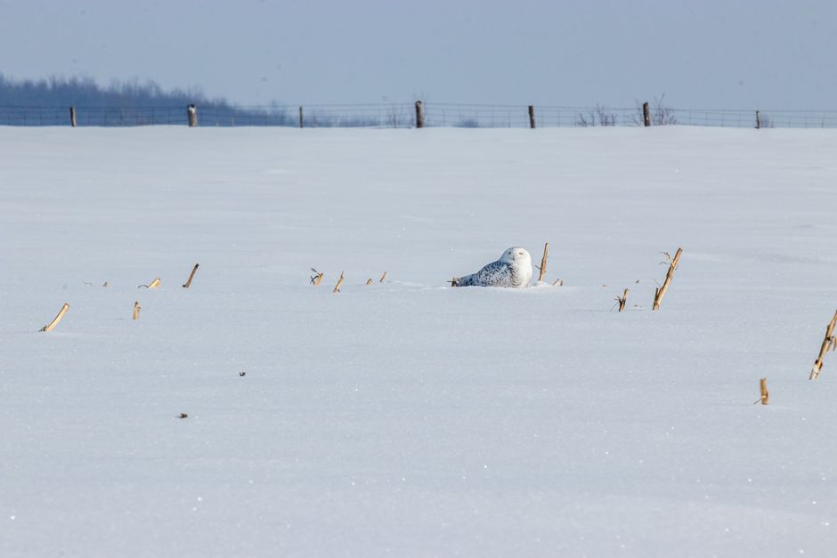 A snowy outdoor scene featuring a white snowy owl partially buried in the snow with only its head and upper body visible. Surrounding the owl are several broken, dried plant stems protruding from the snow, some standing upright while others are bent or fallen. In the background, a fence with wooden posts and wire runs across the top of a snow-covered hill under a clear, pale blue sky. The setting appears cold and quiet, with natural lighting casting soft shadows on the snow. The image captures a peaceful winter landscape, with no humans or vehicles visible. This scene is relevant to house removals and relocation services, illustrating the importance of careful packing and transport of belongings during a home move, which شركة Man with Van Millbank can assist with.